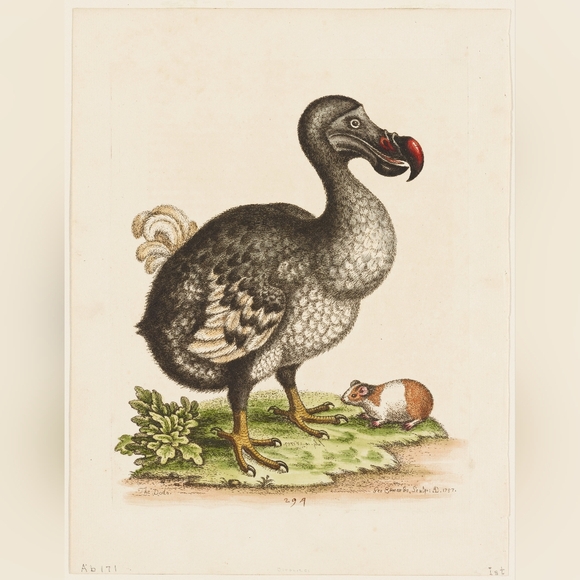 NATURAL LIFE | Art | Vintage Dodo Bird Art Print | Poshmark